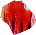 After-School-Program-graphic2.png